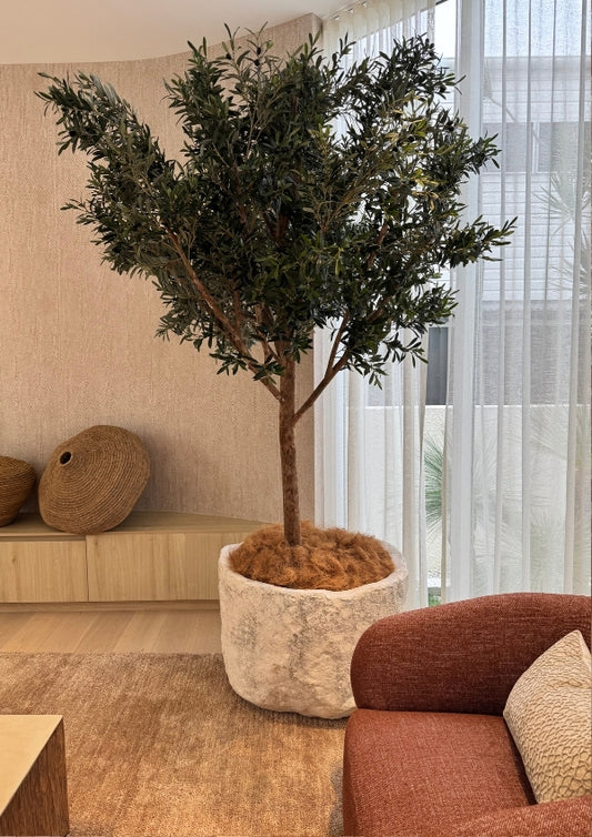 Potted plant in a living room setting with a sofa and decor elements.