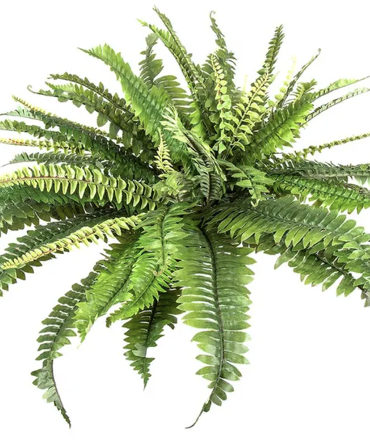 Bostern Fern 45cm