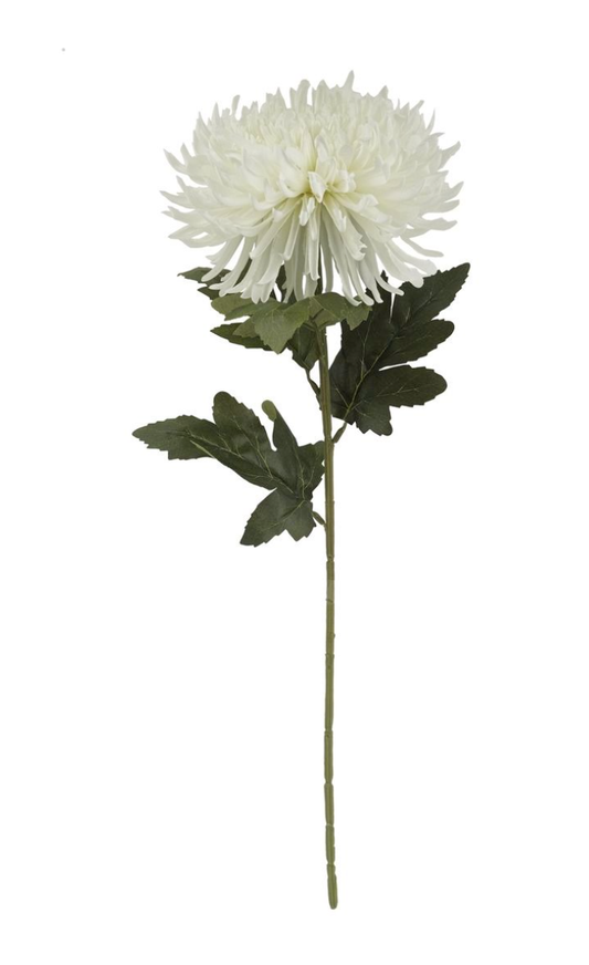 White Spider Flower