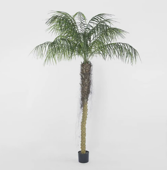 Phoenix Palm 2.1m