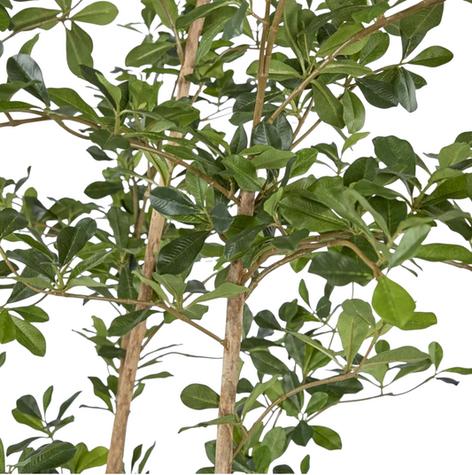 Orential Tree