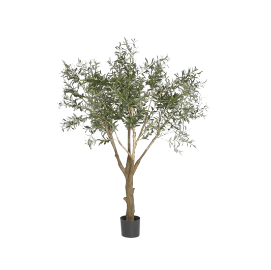 Olive Tree