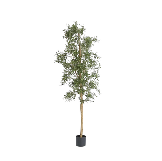 Slim Olive Tree