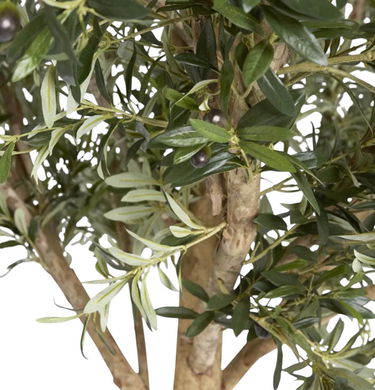 Giant Olive Tree