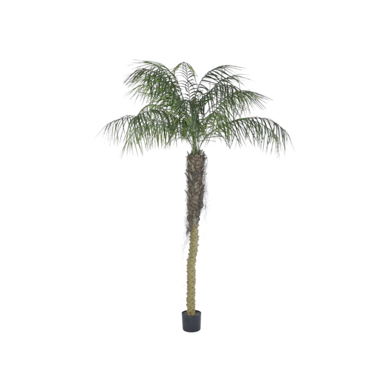 Phoenix Palm Tall