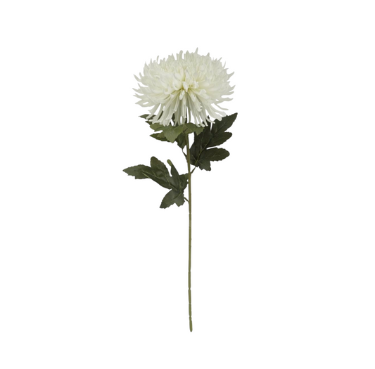 White Spider Flower