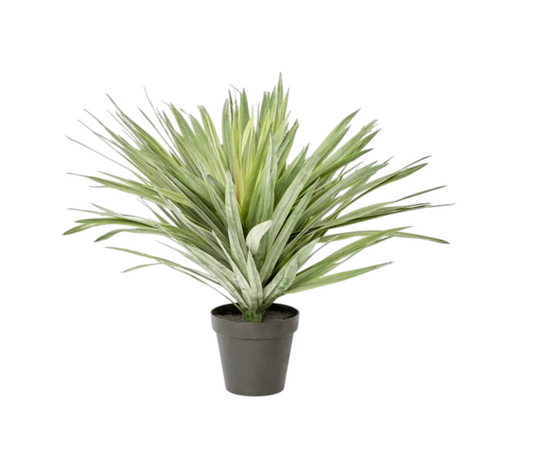 Potted Spring Plant