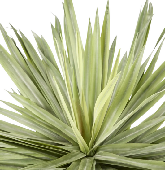 Potted Spring Plant