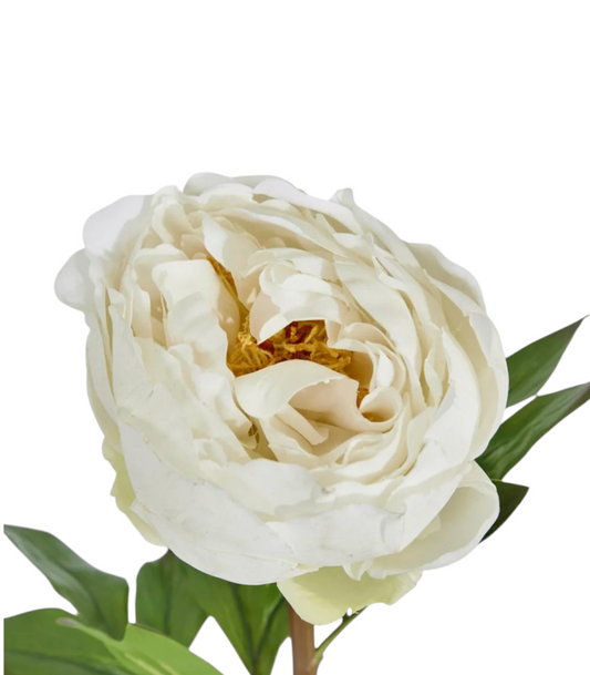 Peony Flower