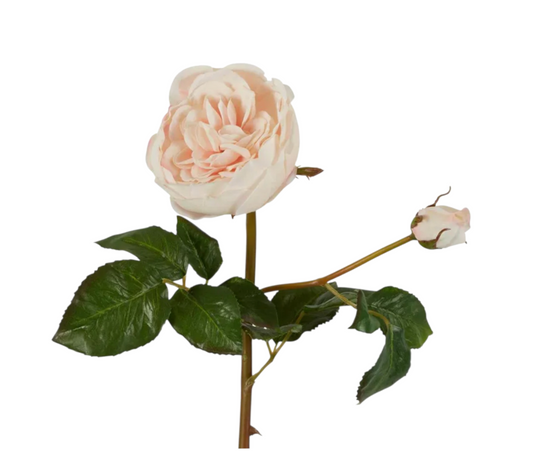 Blush Rose Stem