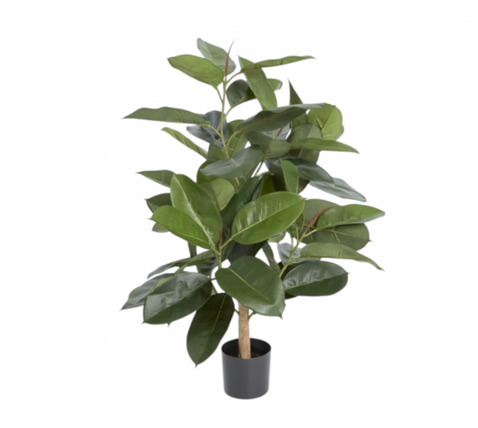 Low Fiddle Tree