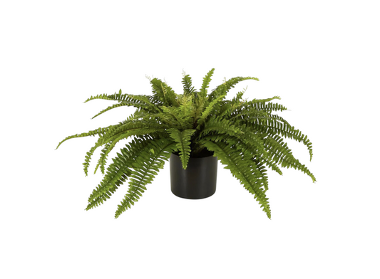 Bos Fern