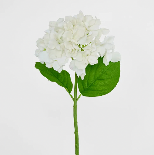 Hydrangea Stem