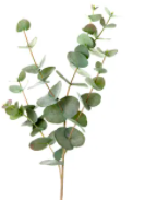 Eucalyptus 86cm