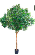 Giant Olive Tree 2.3m