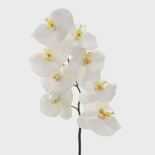 Orchid Phalaenopsis Spray
