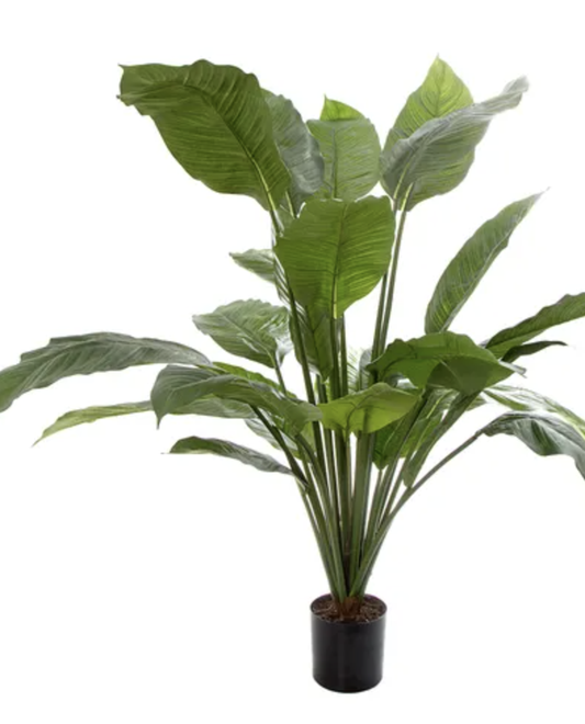 SPATHIPHYLLUM POTTED 1M