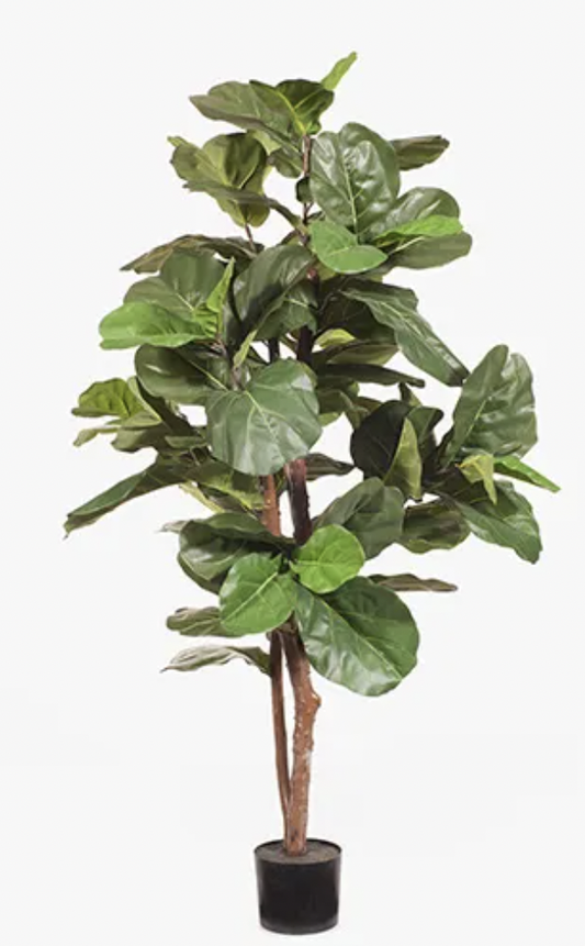 Fiddle Leaf Tree 183cmh