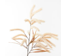 Cream Pampas Grass Spray
