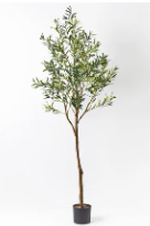 Olive Tree 213m