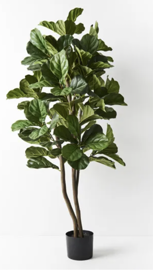 Fiddle Leaf Tree 153cm