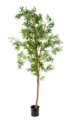 Olive Tree 2.4m