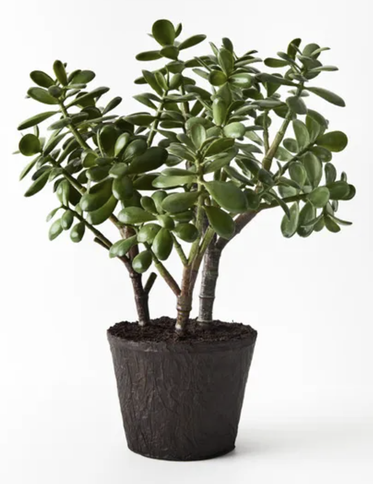 Jade Plant