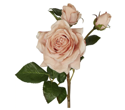 Multi Blush Rose Stem