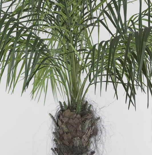 Phoenix Palm 2.1m