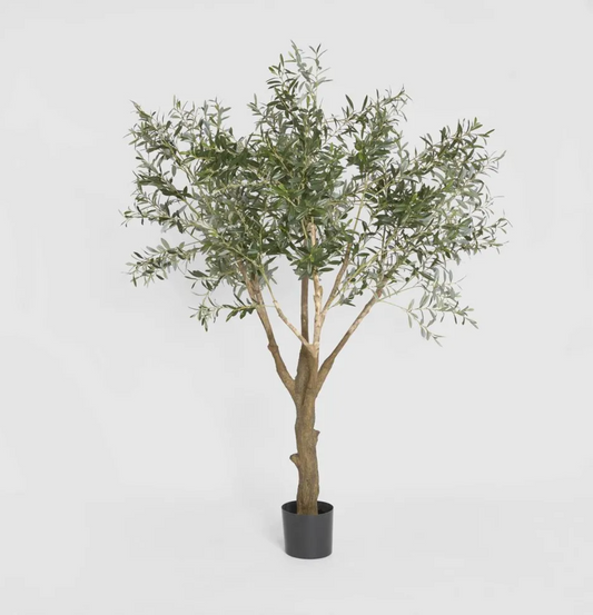 Olive Tree
