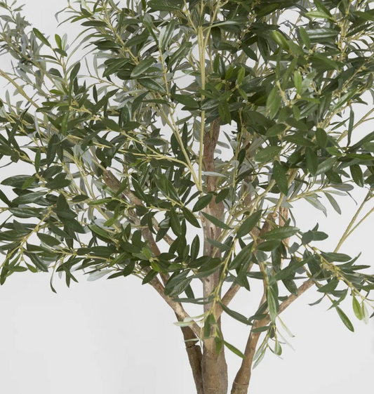 Olive Tree
