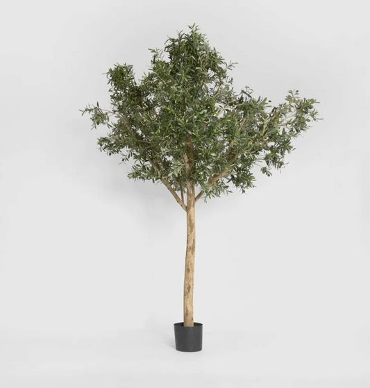 Giant Olive Tree