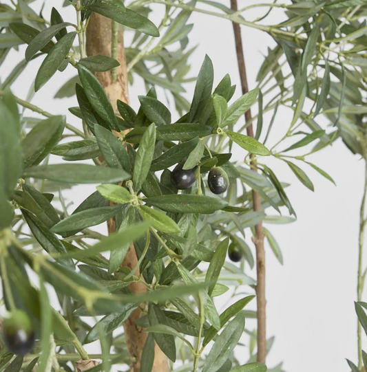 Slim Olive Tree
