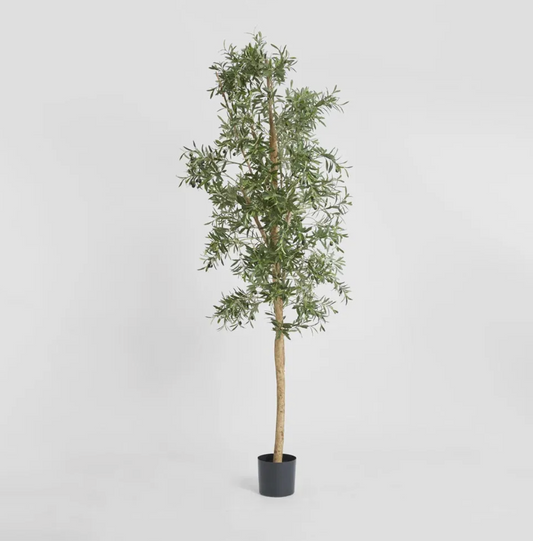 Slim Olive Tree