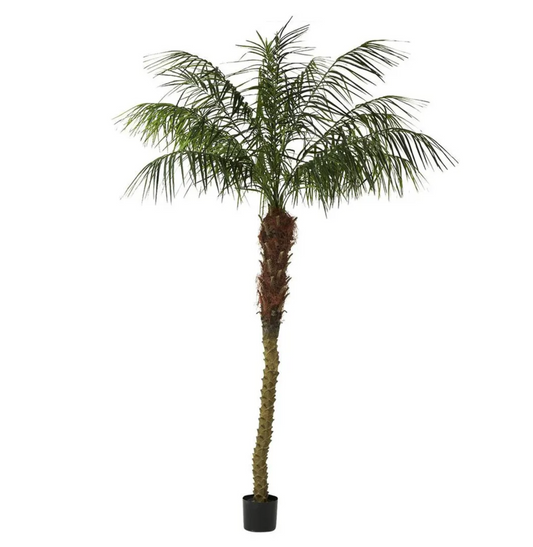 Phoenix Palm 2.4m
