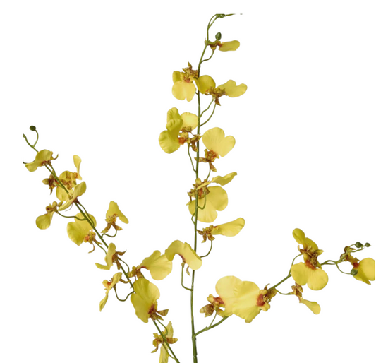 Yellow Lilly Orchid