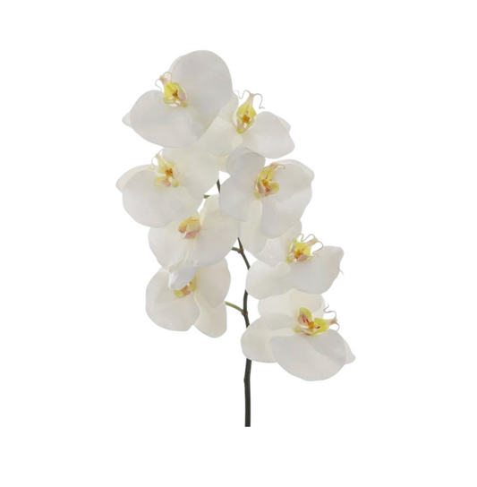 Orchid Phalaenopsis Spray