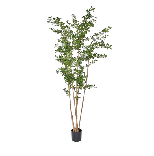 Orential Tree