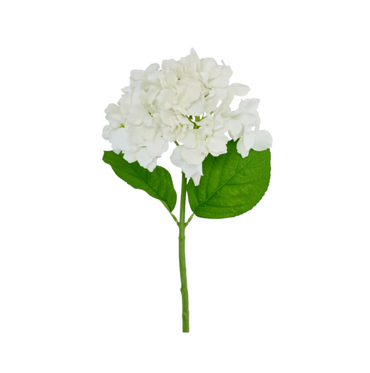 Hydranges Stem