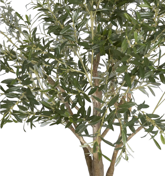 Olive Tree