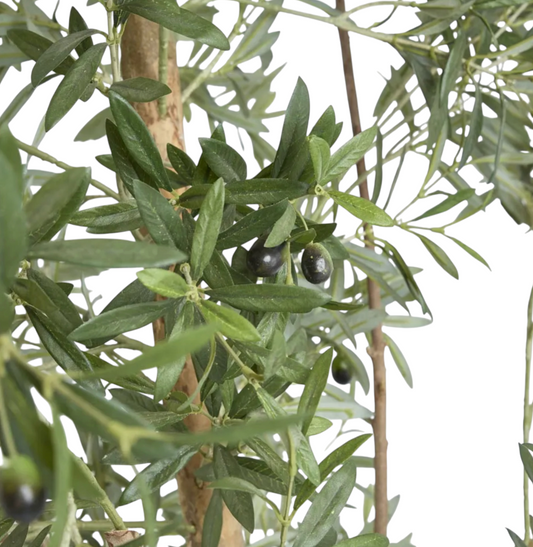 Slim Olive Tree