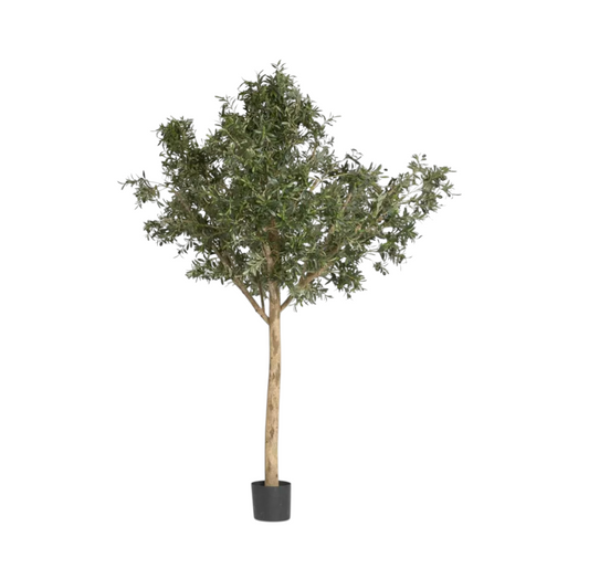 Giant Olive Tree