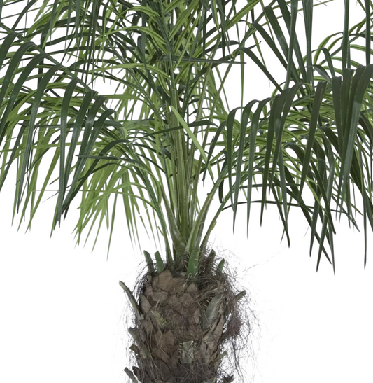 Phoenix Palm Tall