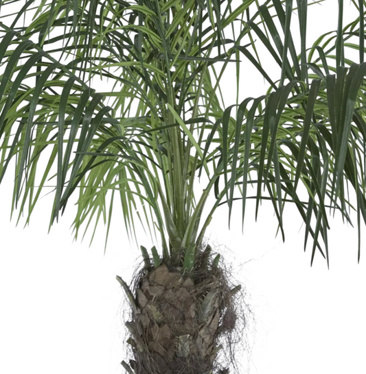 Phoenix Palm Extra Tall