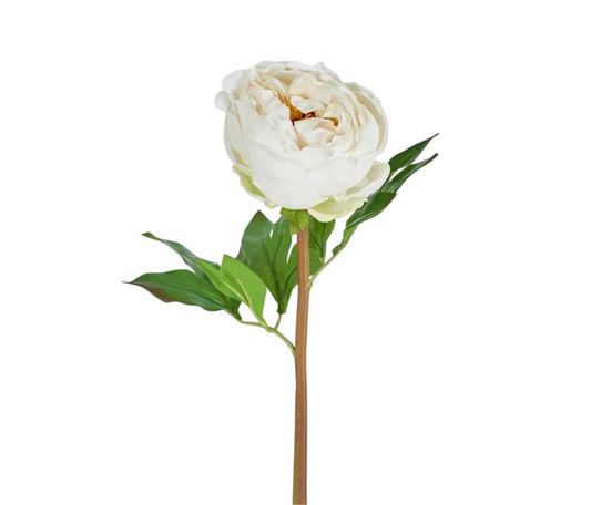 Peony Flower