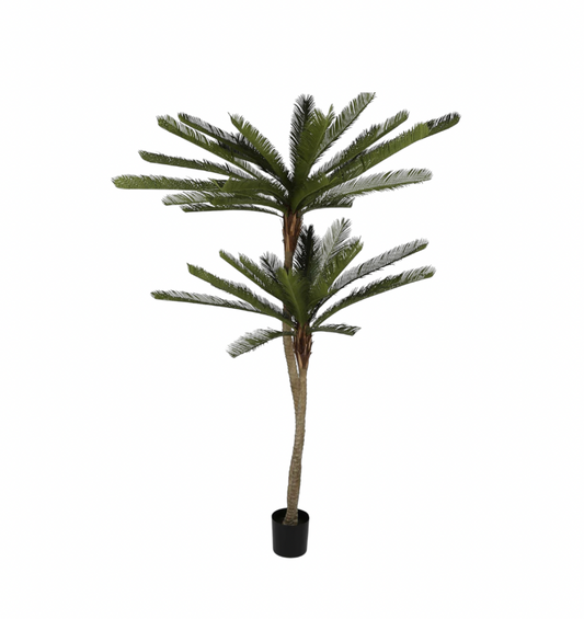 Cycus Palm Tree