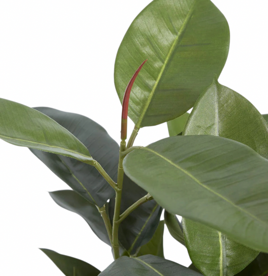 Low Fiddle Tree