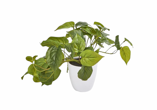 Filo Hanging Leaf Bush