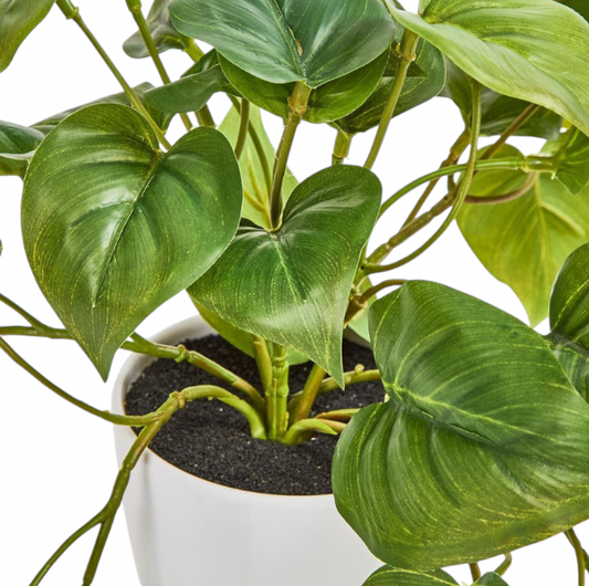 Filo Hanging Leaf Bush