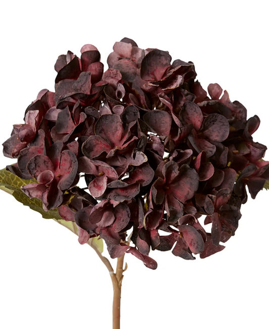 Hydranges Stem